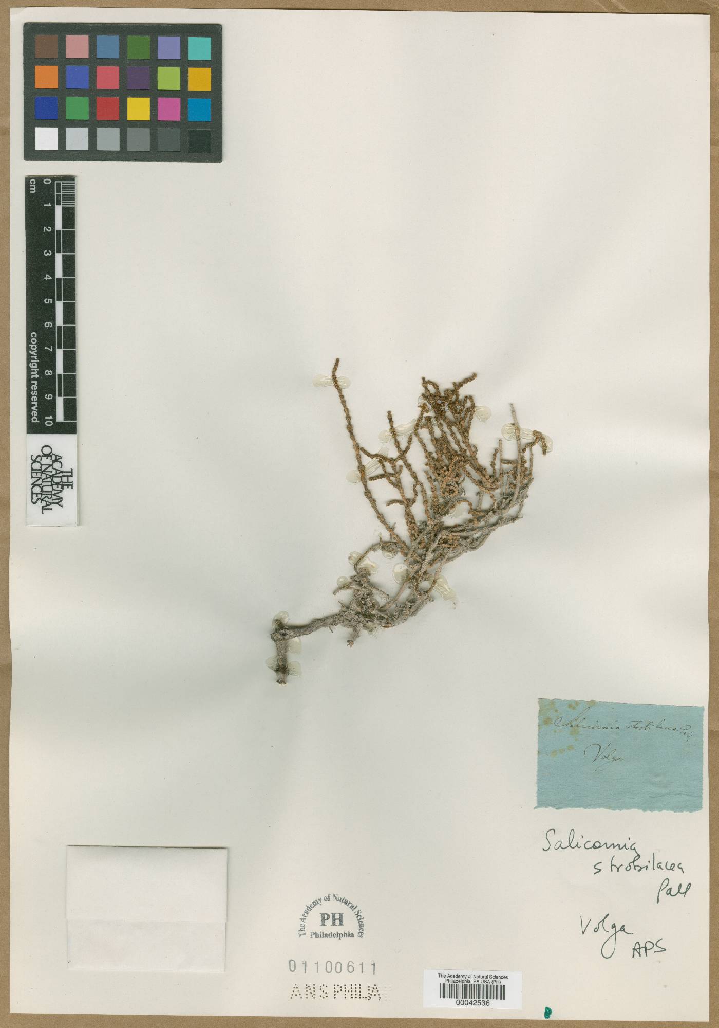 Salicornia strobilacea image