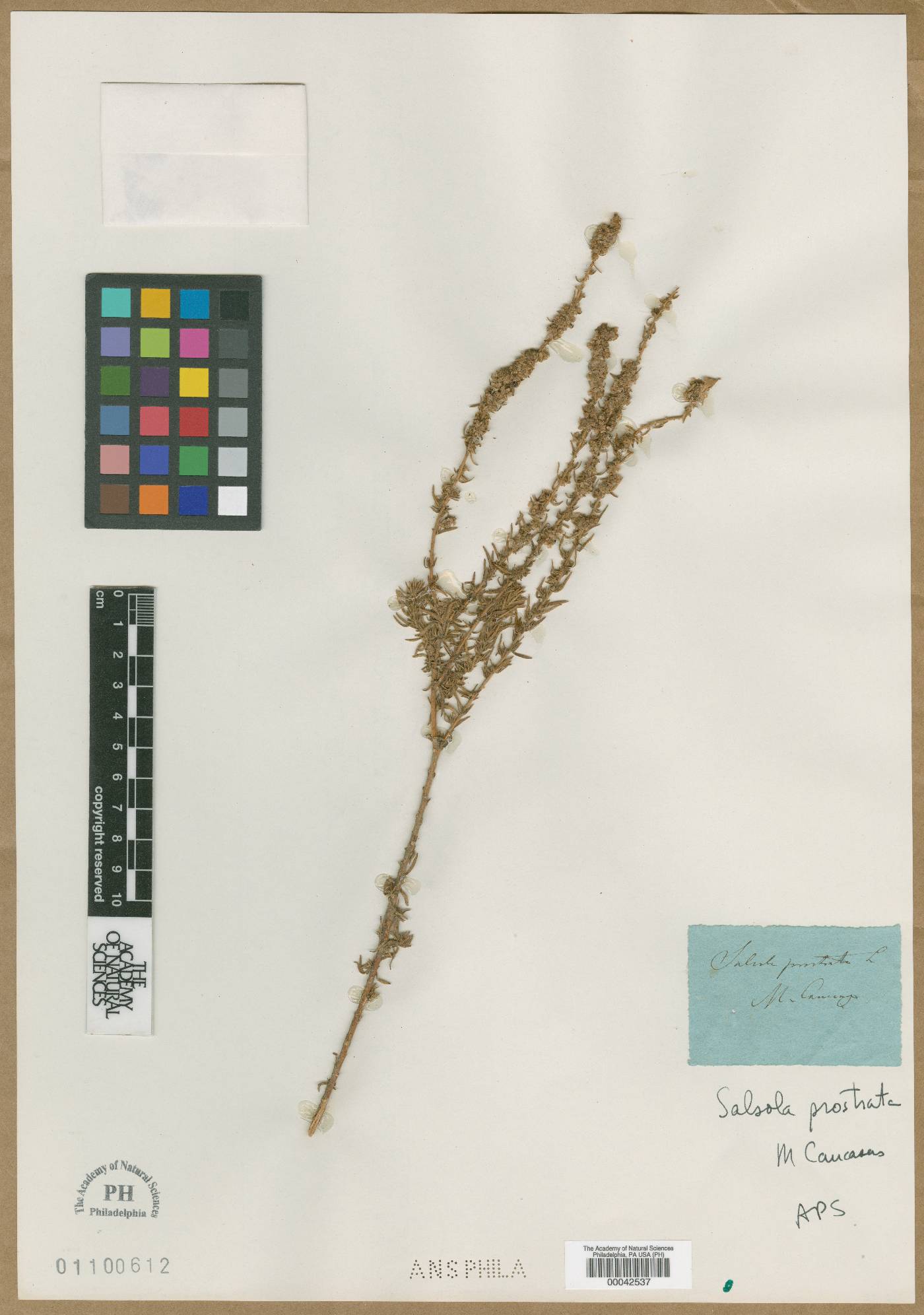 Salsola prostrata image