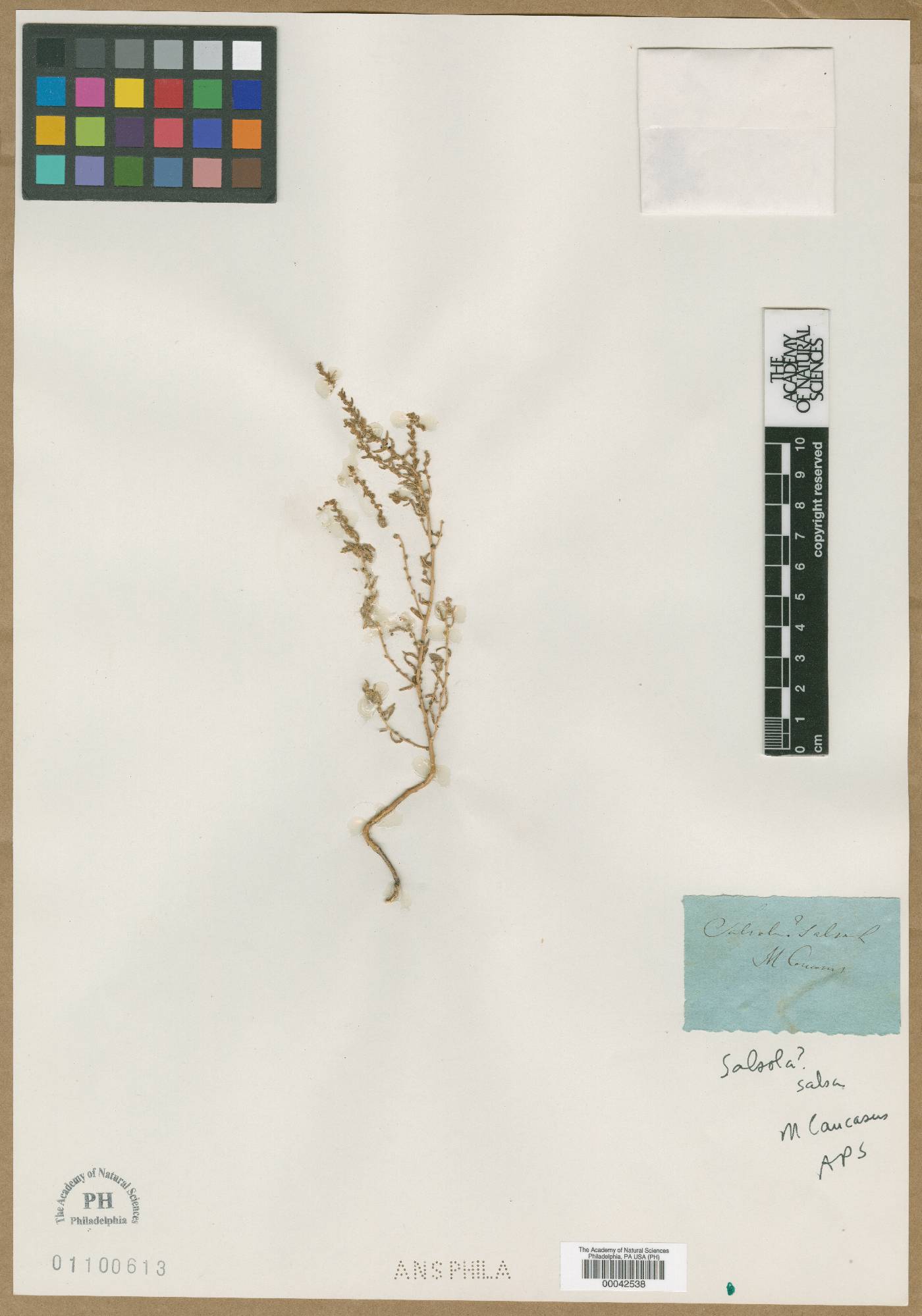 Salsola salsa image