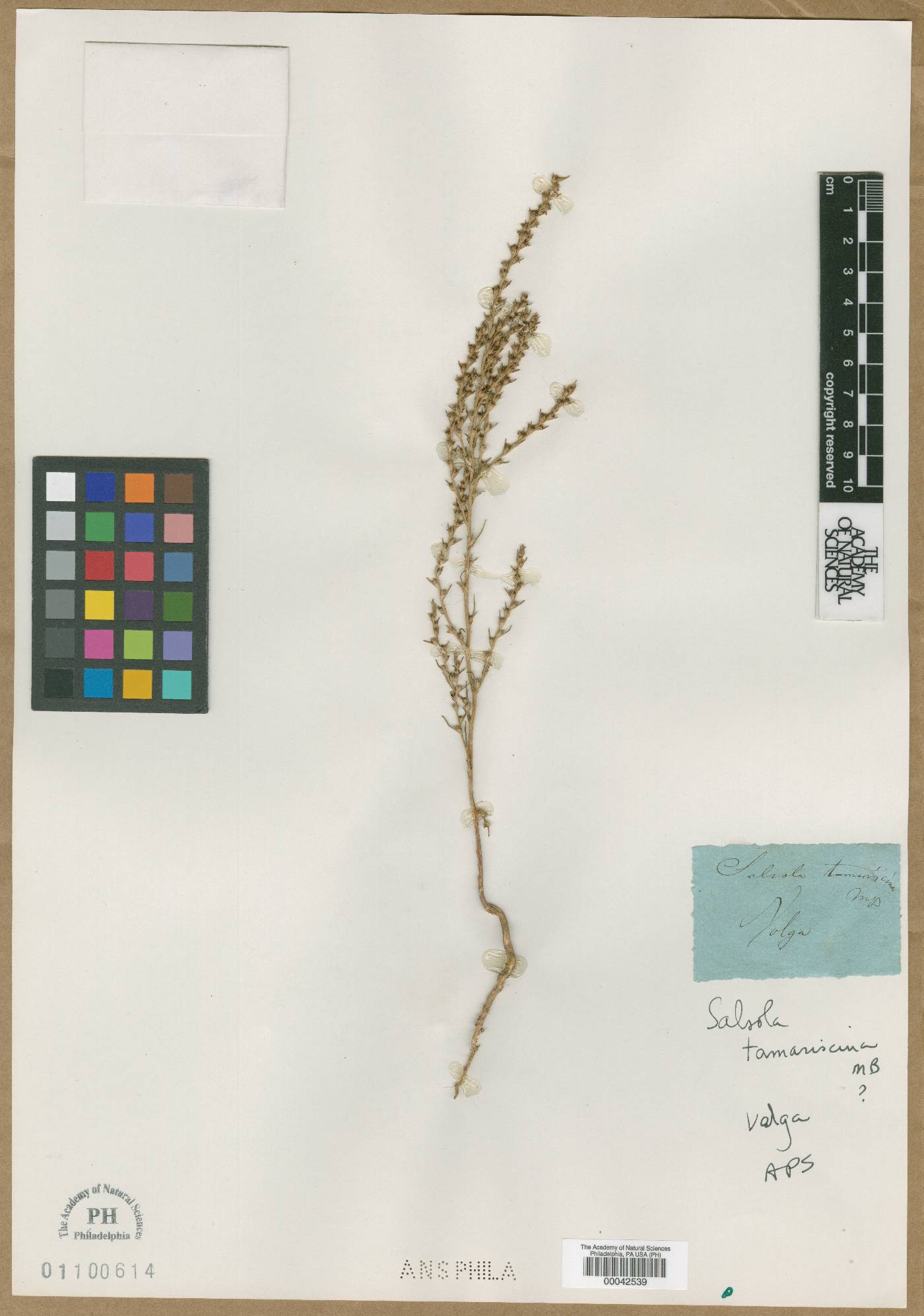 Salsola tamariscina image