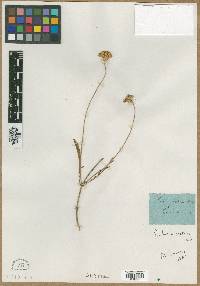 Image of Cephalaria coriacea