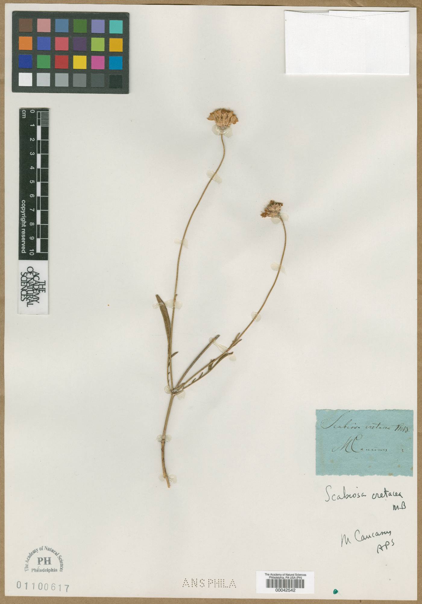 Cephalaria coriacea image