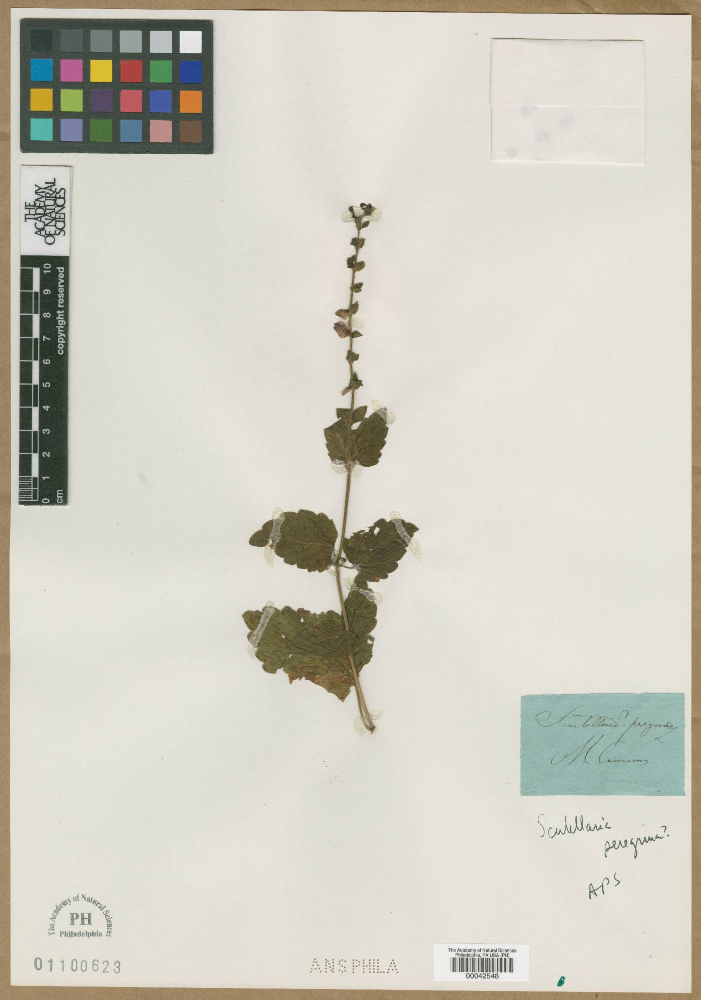 Scutellaria columnae image