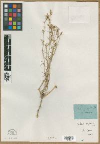 Silene supina image