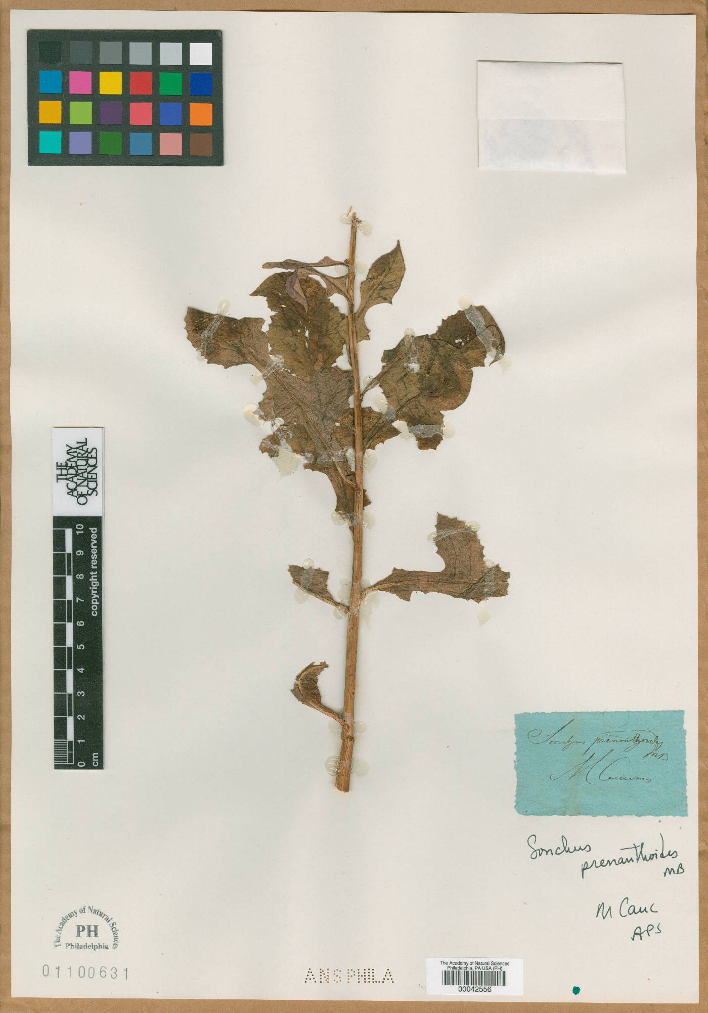 Sonchus prenanthoides image