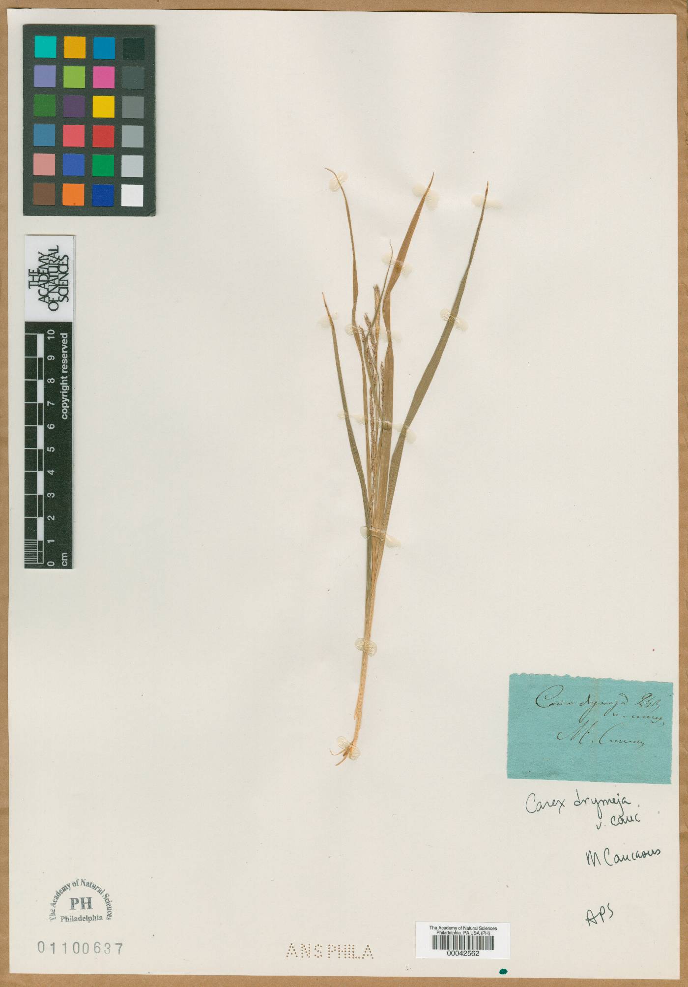 Carex drymeia image