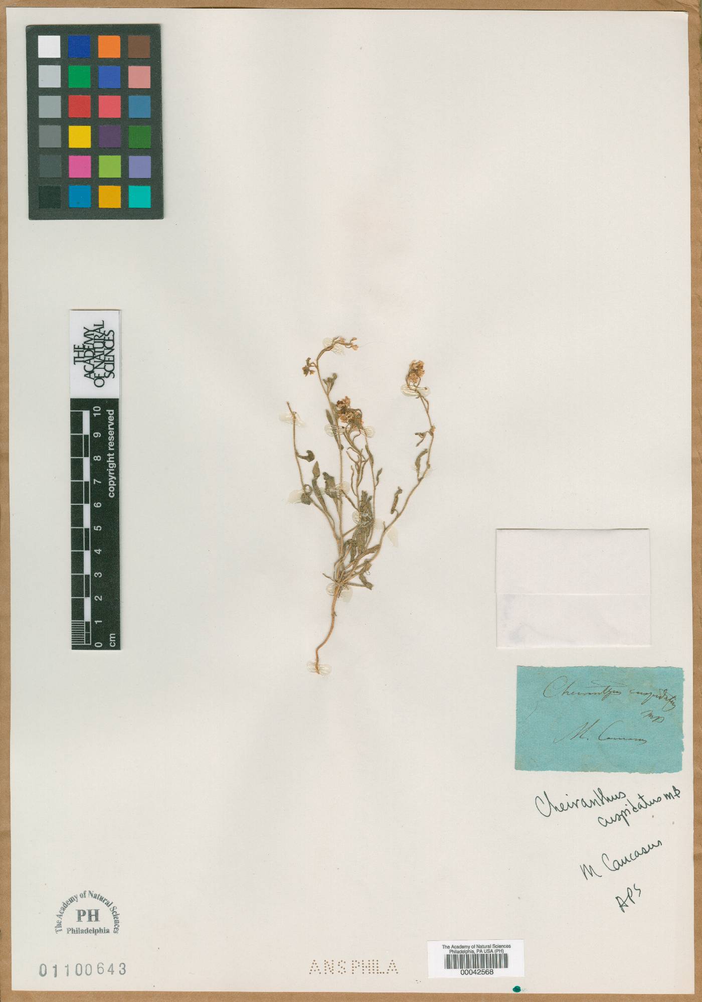 Cheiranthus cuspidatus image