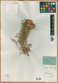 Image of Ptilostemon echinocephalus