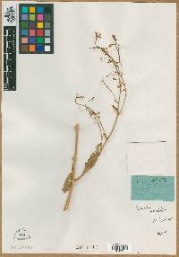 Crambe orientalis image