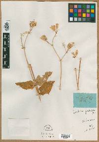 Silene simsii image