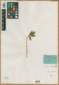 Image of Dentaria quinquefolia
