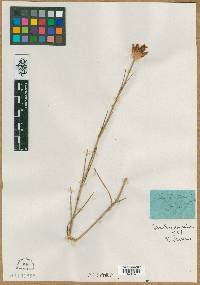 Image of Dianthus atrorubens