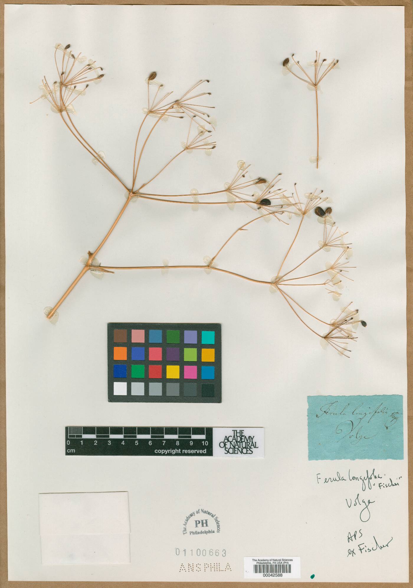 Ferula longifolia image