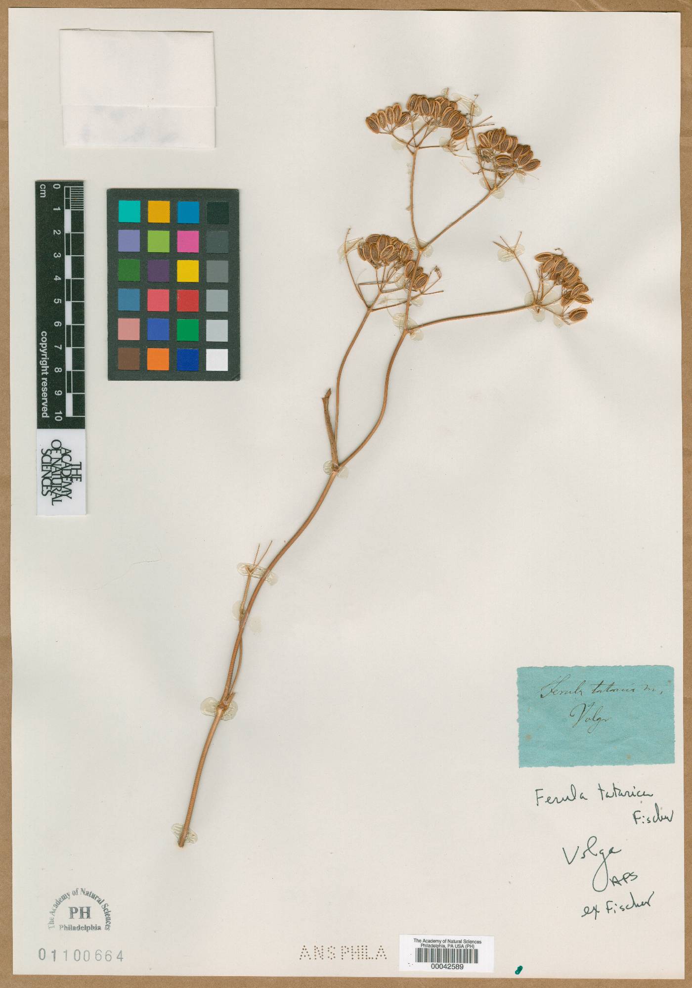 Ferula tatarica image