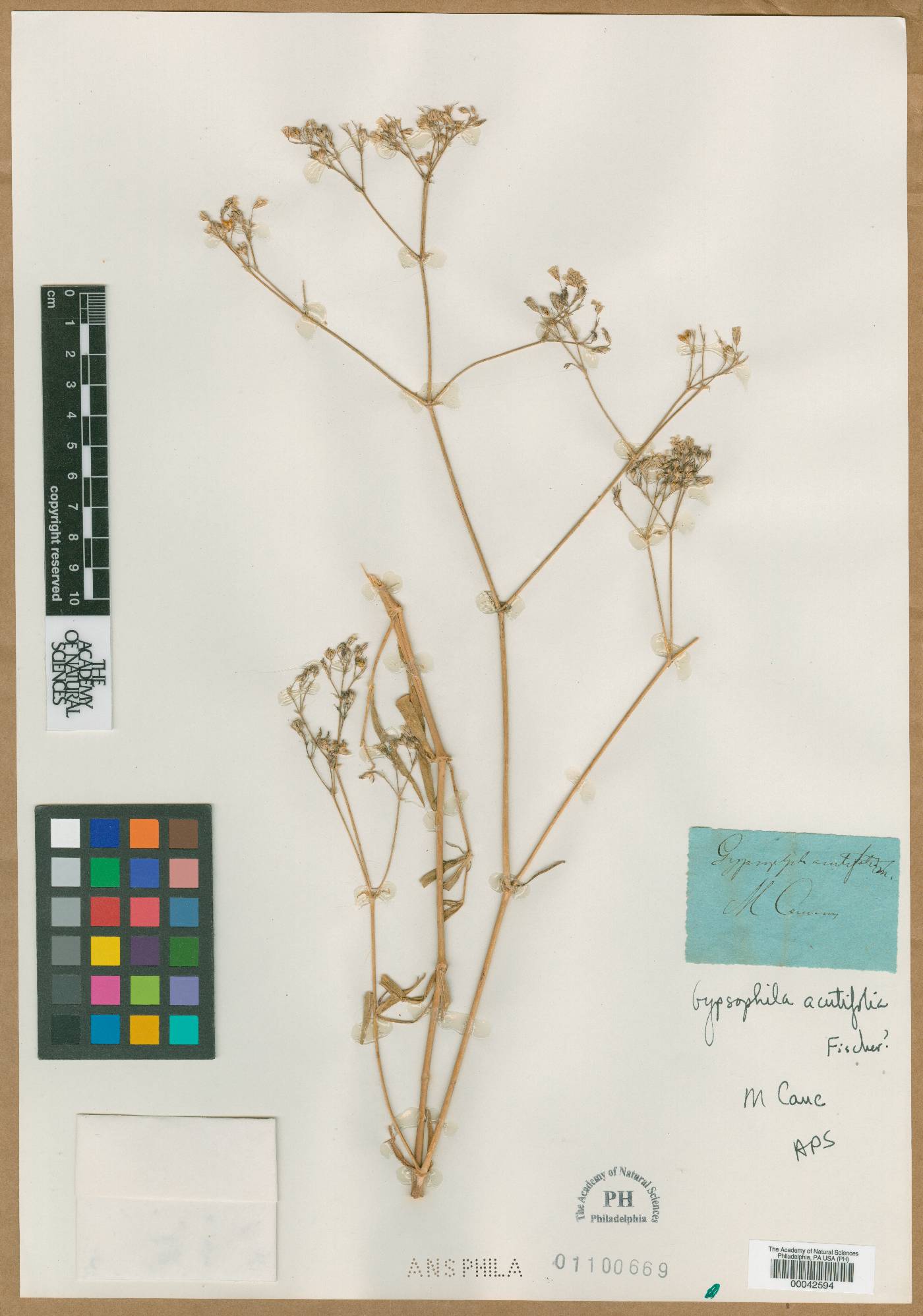 Gypsophila acutifolia image