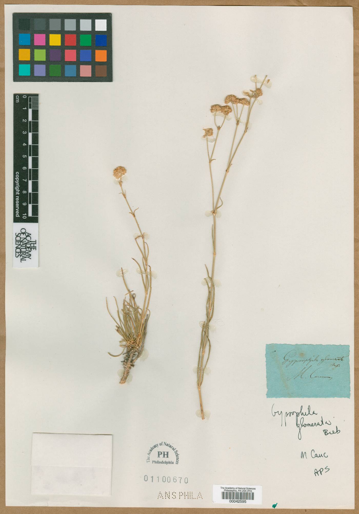 Gypsophila glomerata image