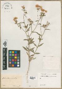 Phlox drummondii image