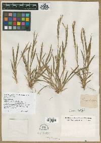 Carex pseudocyperus var. pseudocyperus image