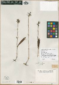 Media resource of Orchis parviflora