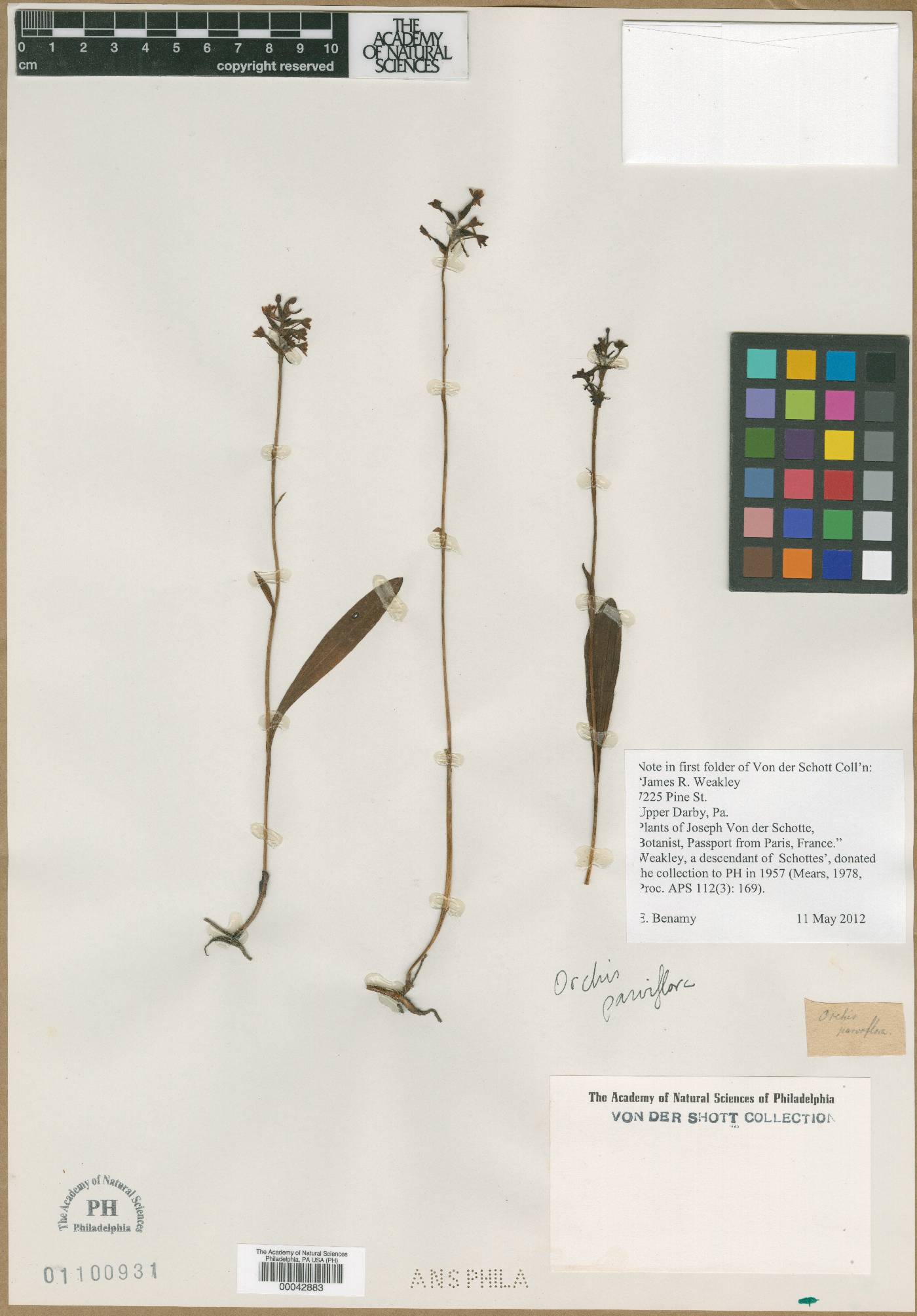 Orchis parviflora image