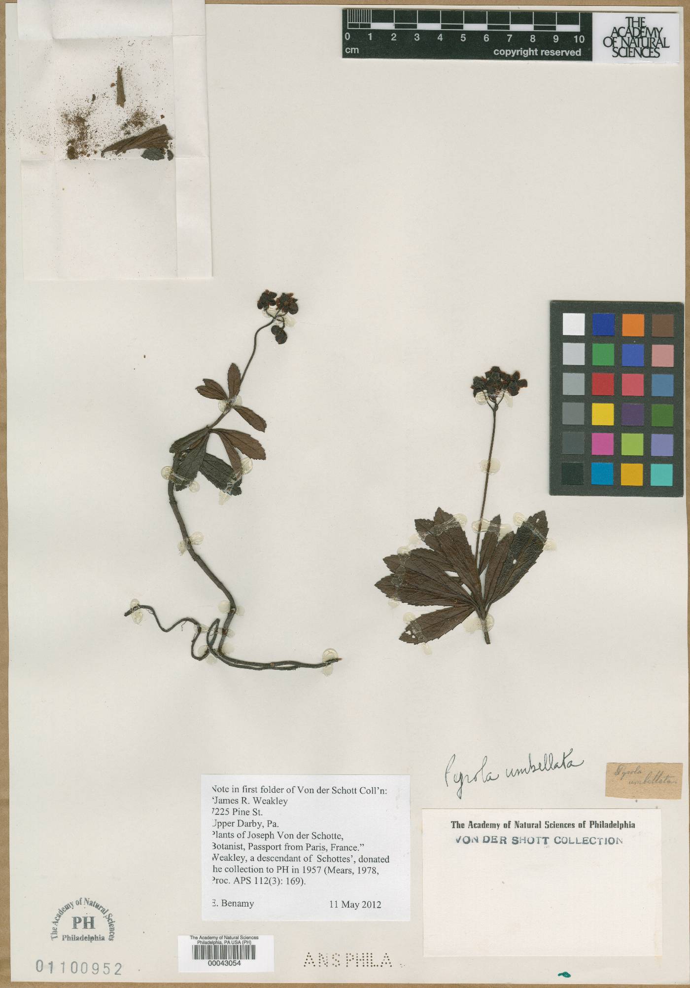 Pyrola umbellata image