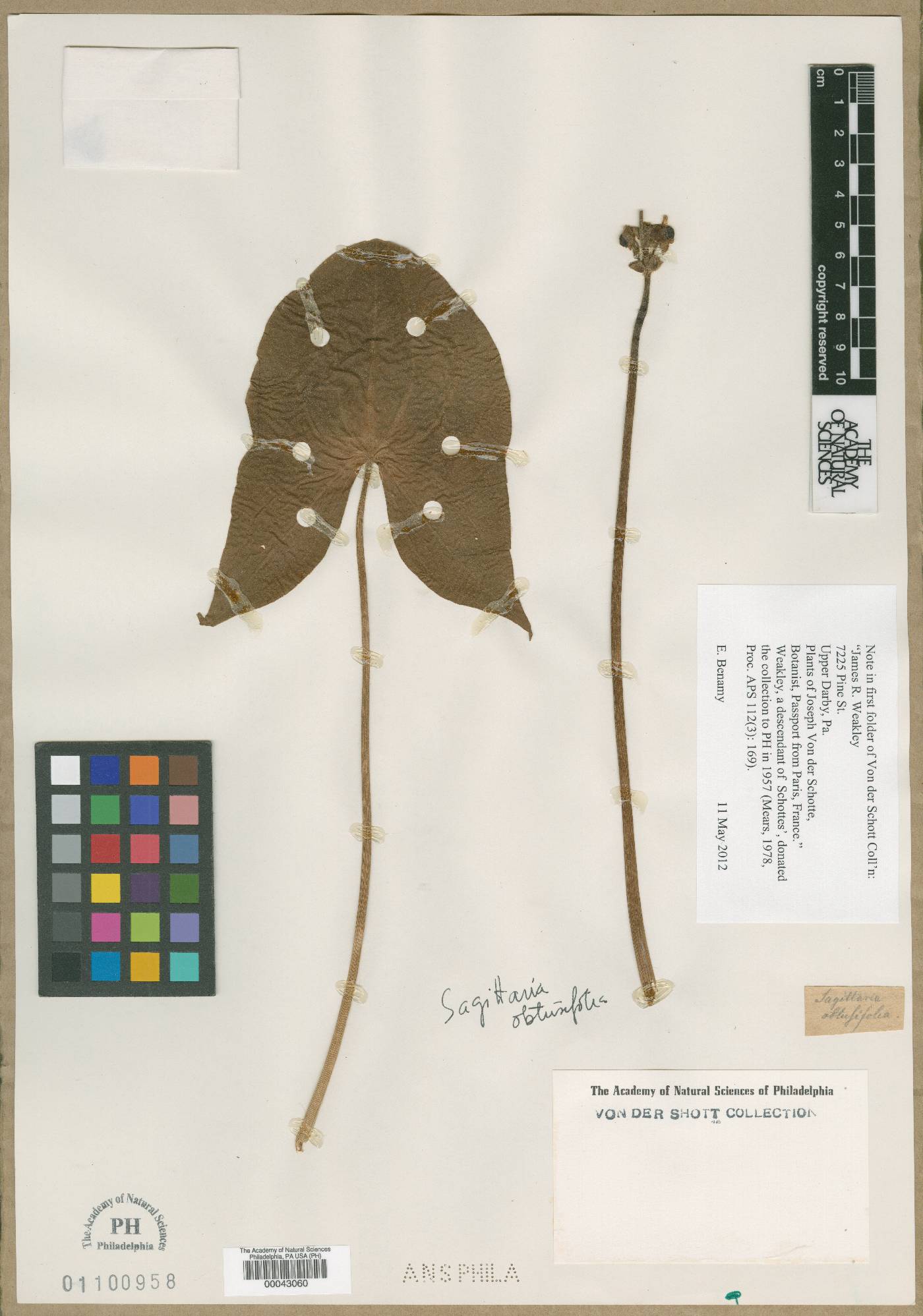 Sagittaria obtusifolia image