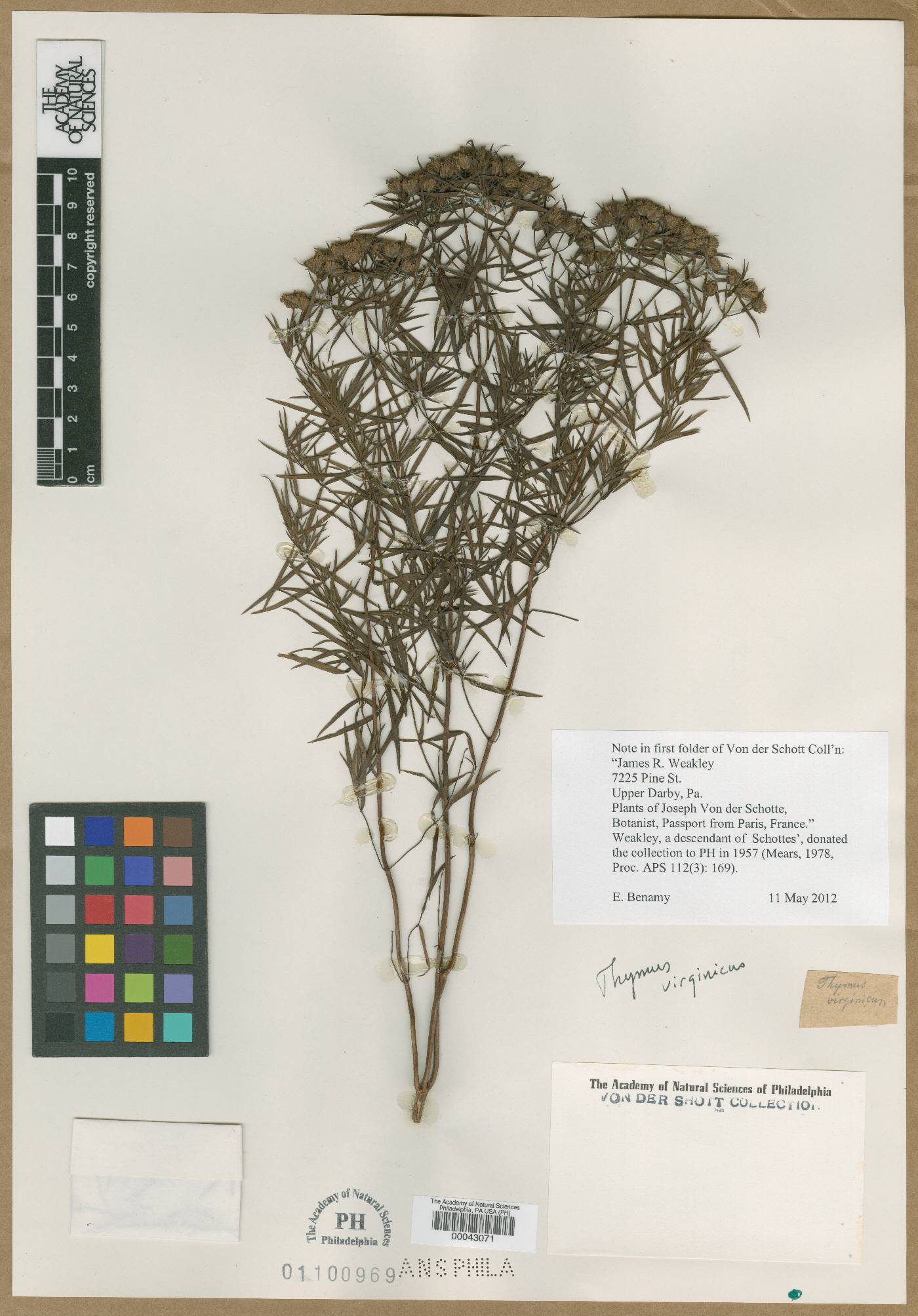 Thymus virginicus image