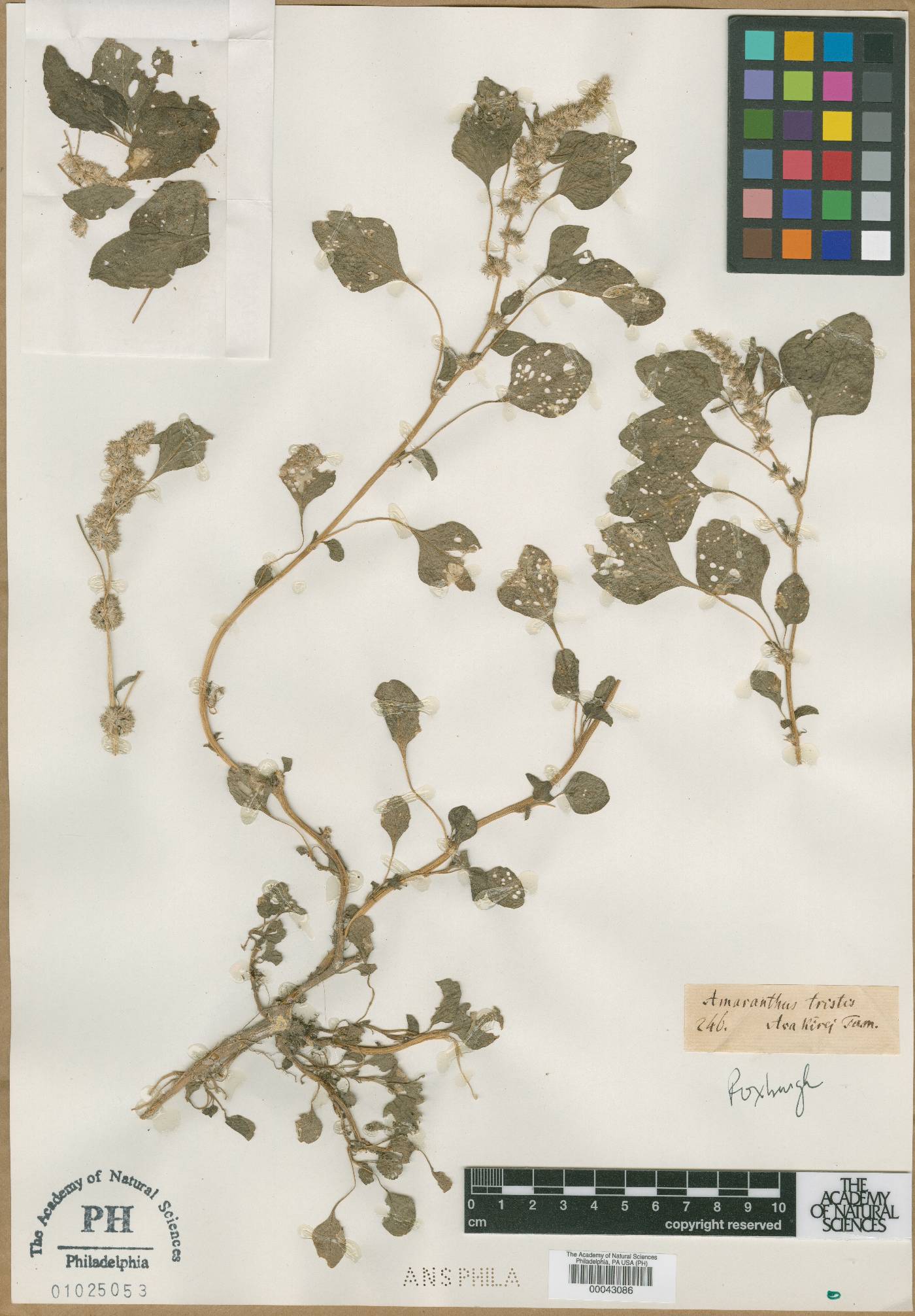 Amaranthus tristis image