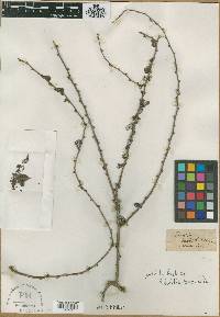 Image of Ehretia buxifolia