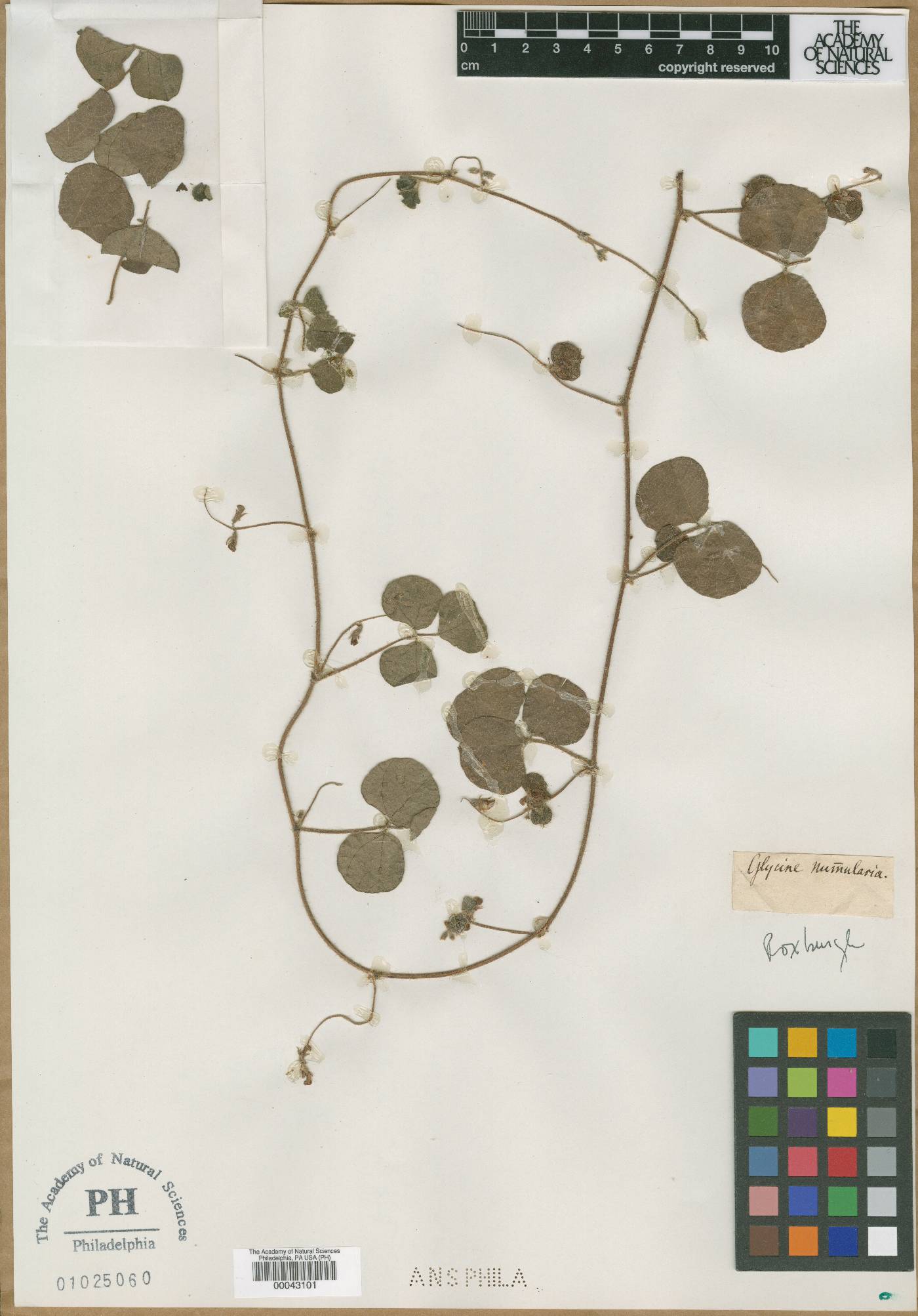 Glycine nummularia image