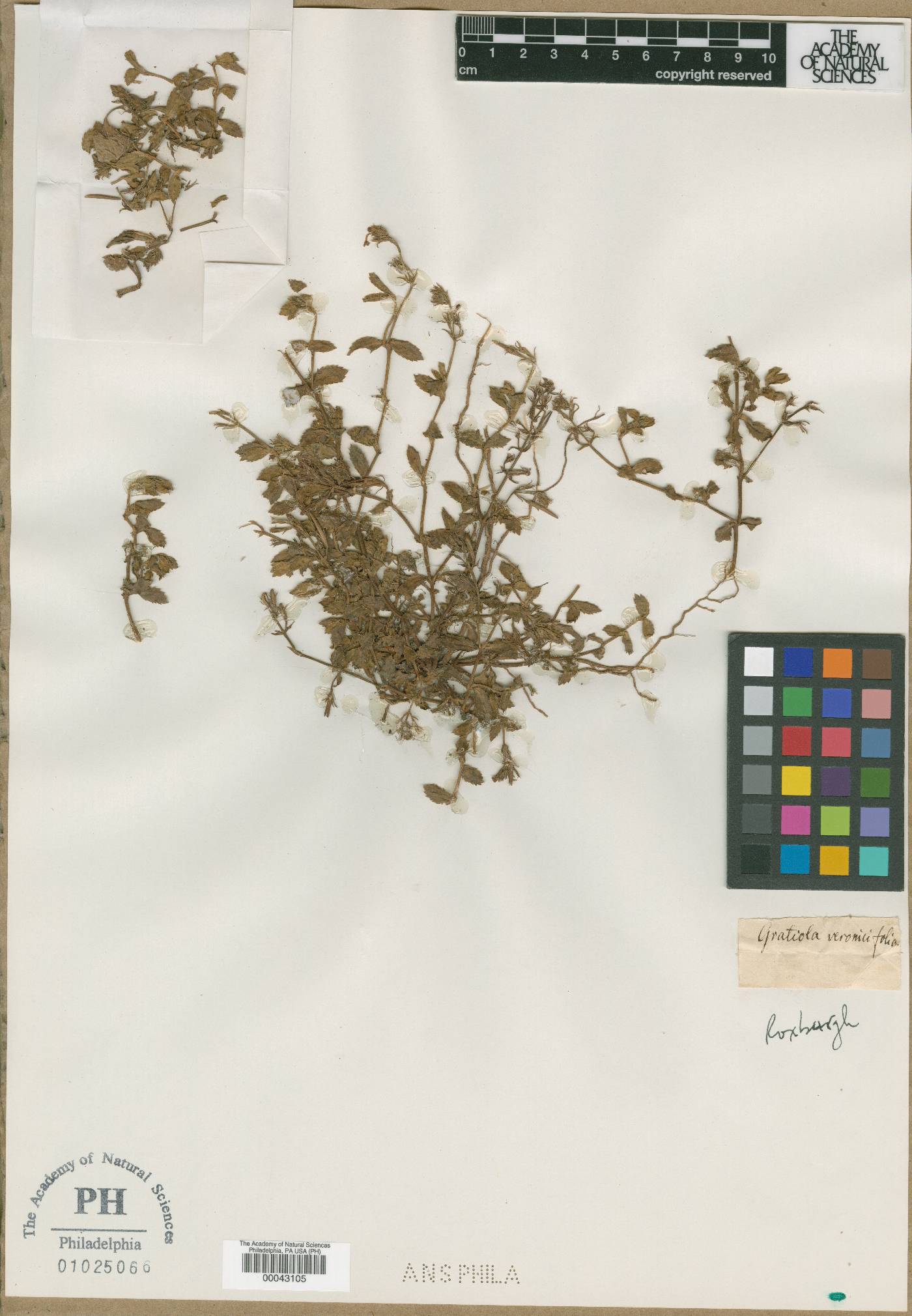 Bonnaya veronicifolia image
