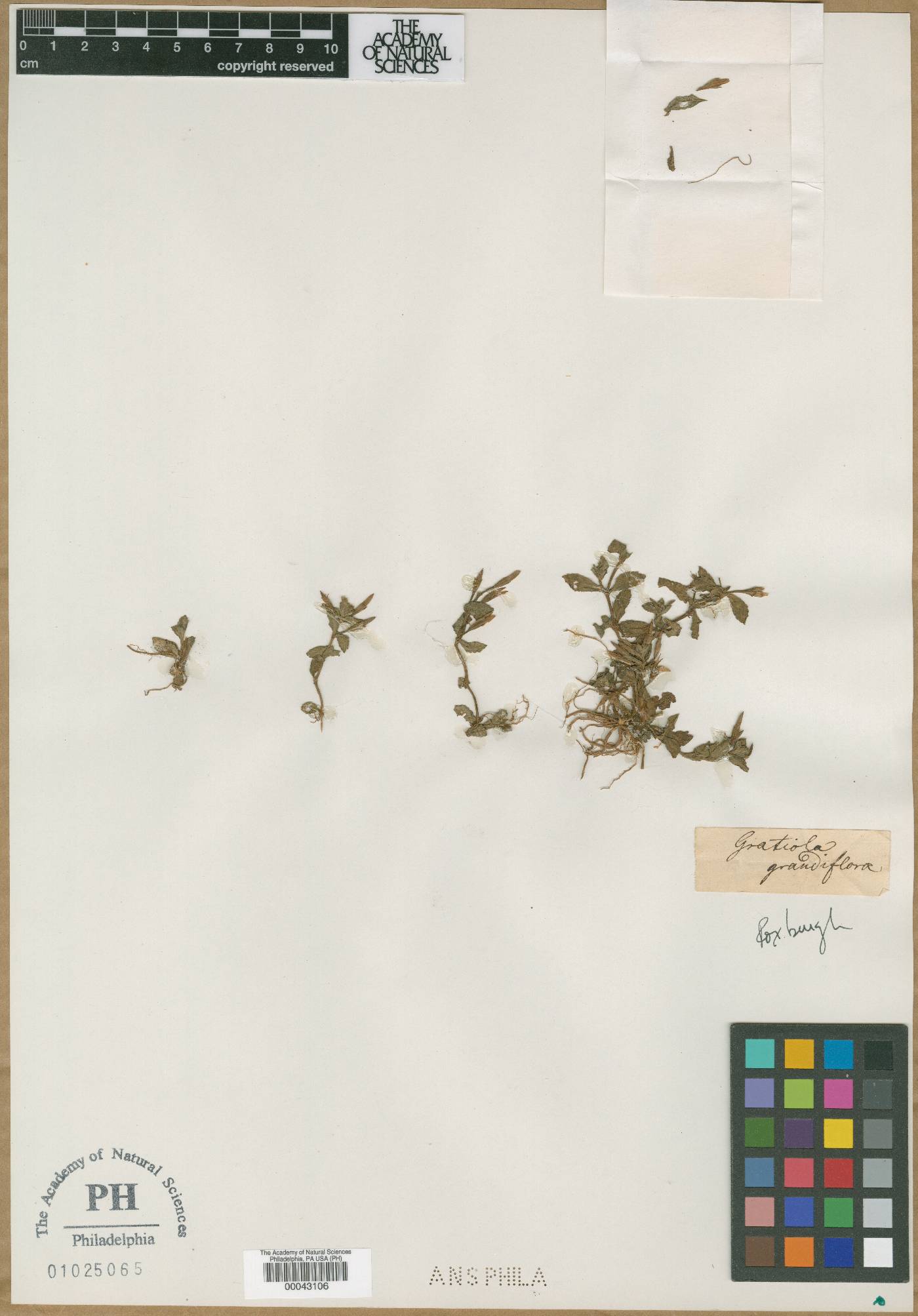 Gratiola grandiflora image