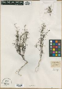 Hedyotis herbacea image