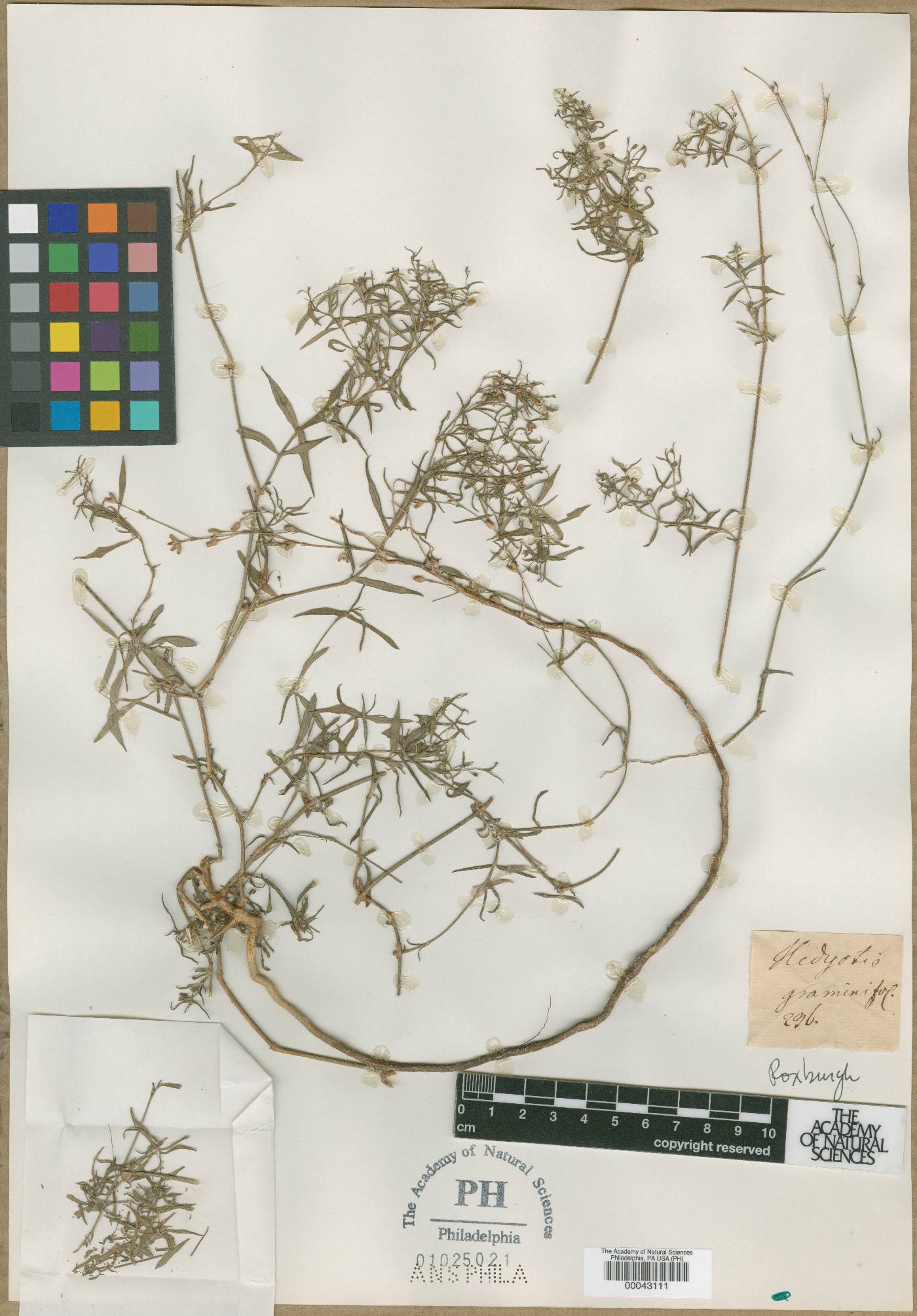 Hedyotis graminifolia image