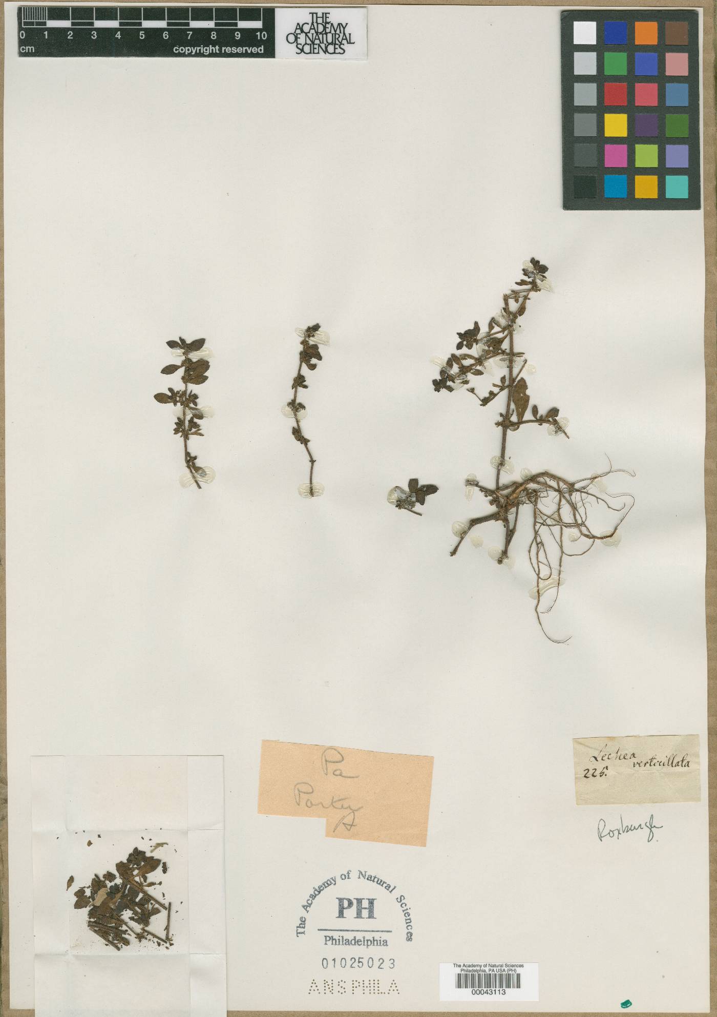 Lechea verticillata image