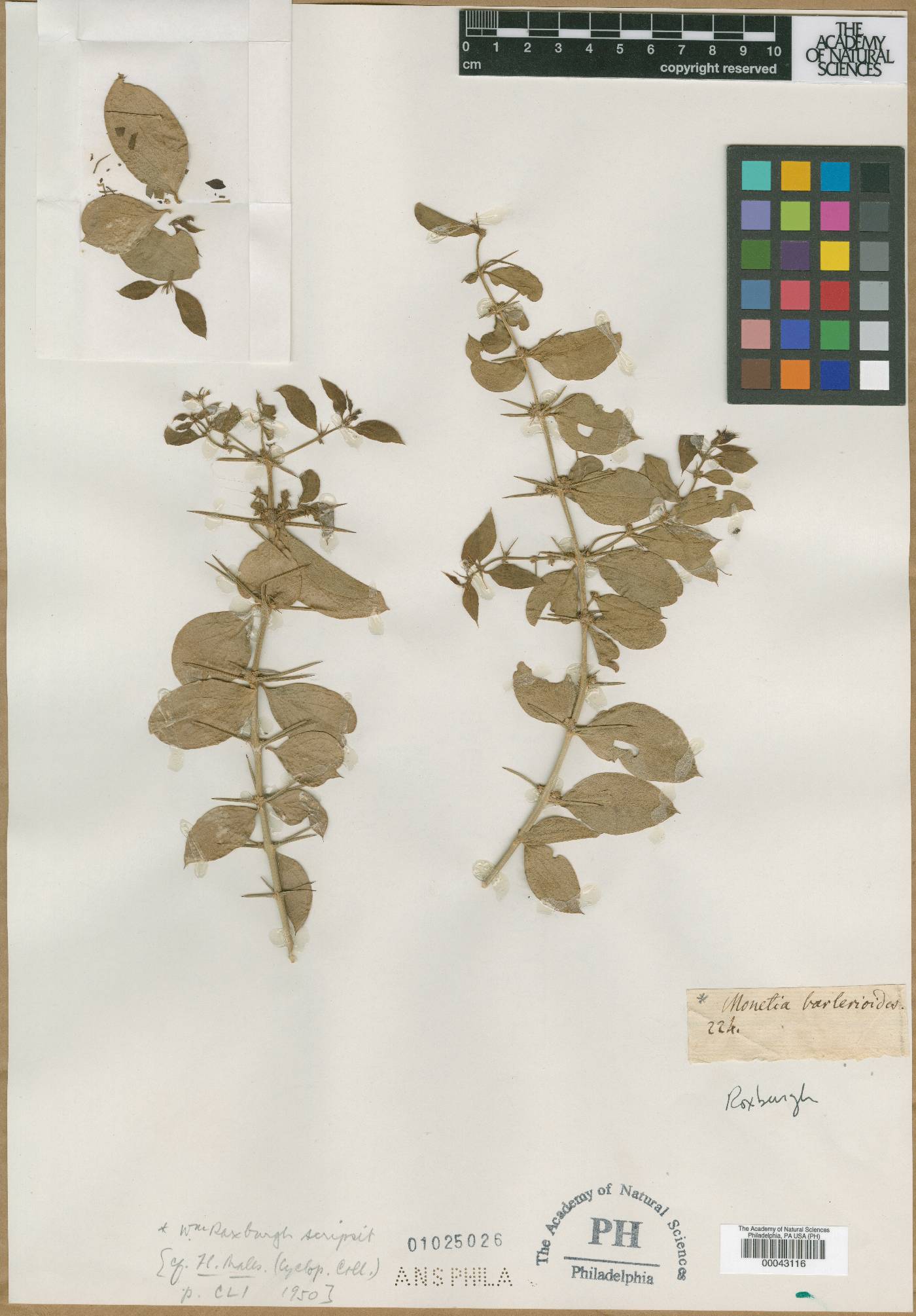 Monetia barlerioides image