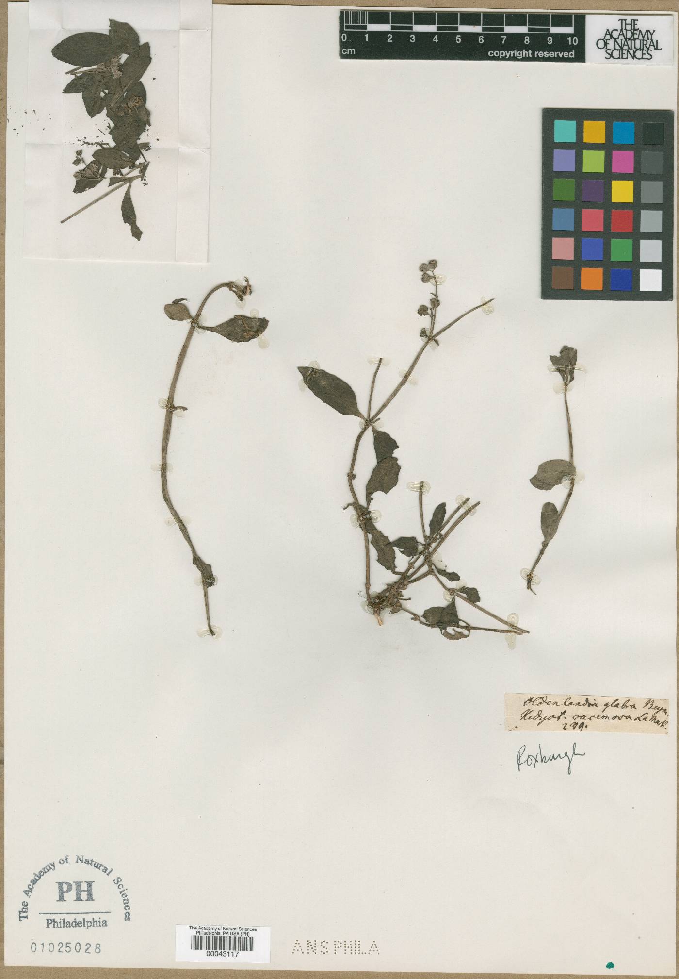 Oldenlandia glabra image