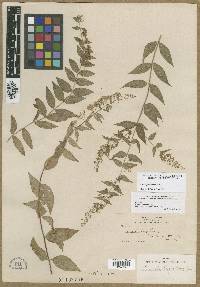 Cunila longiflora image