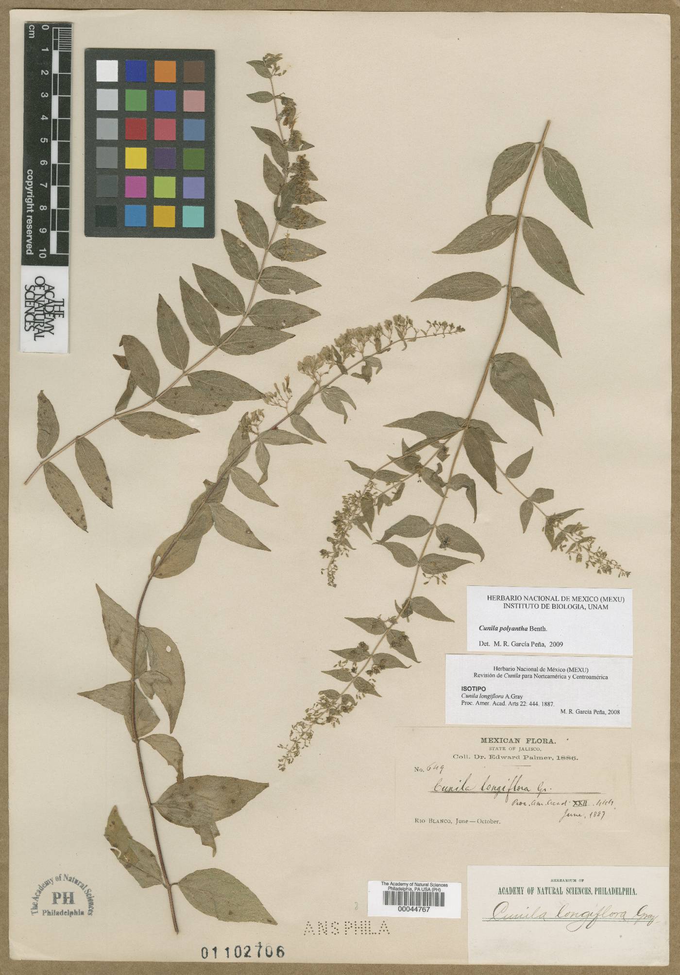 Cunila longiflora image