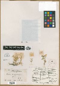 Phlox longifolia image