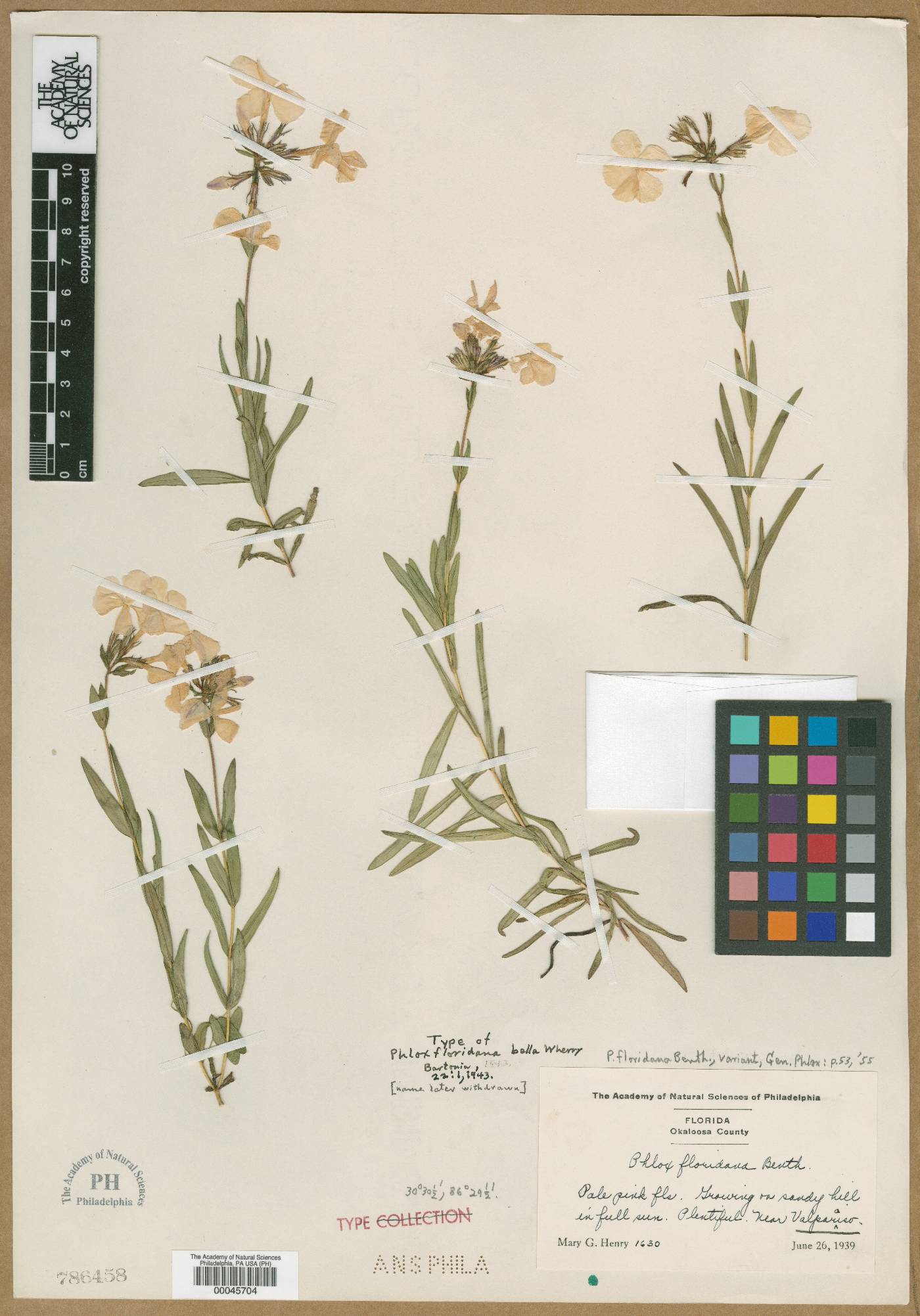 Phlox floridana image