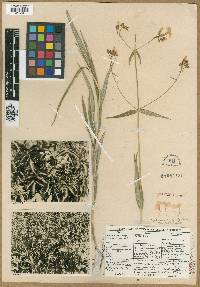 Phlox glaberrima subsp. interior image