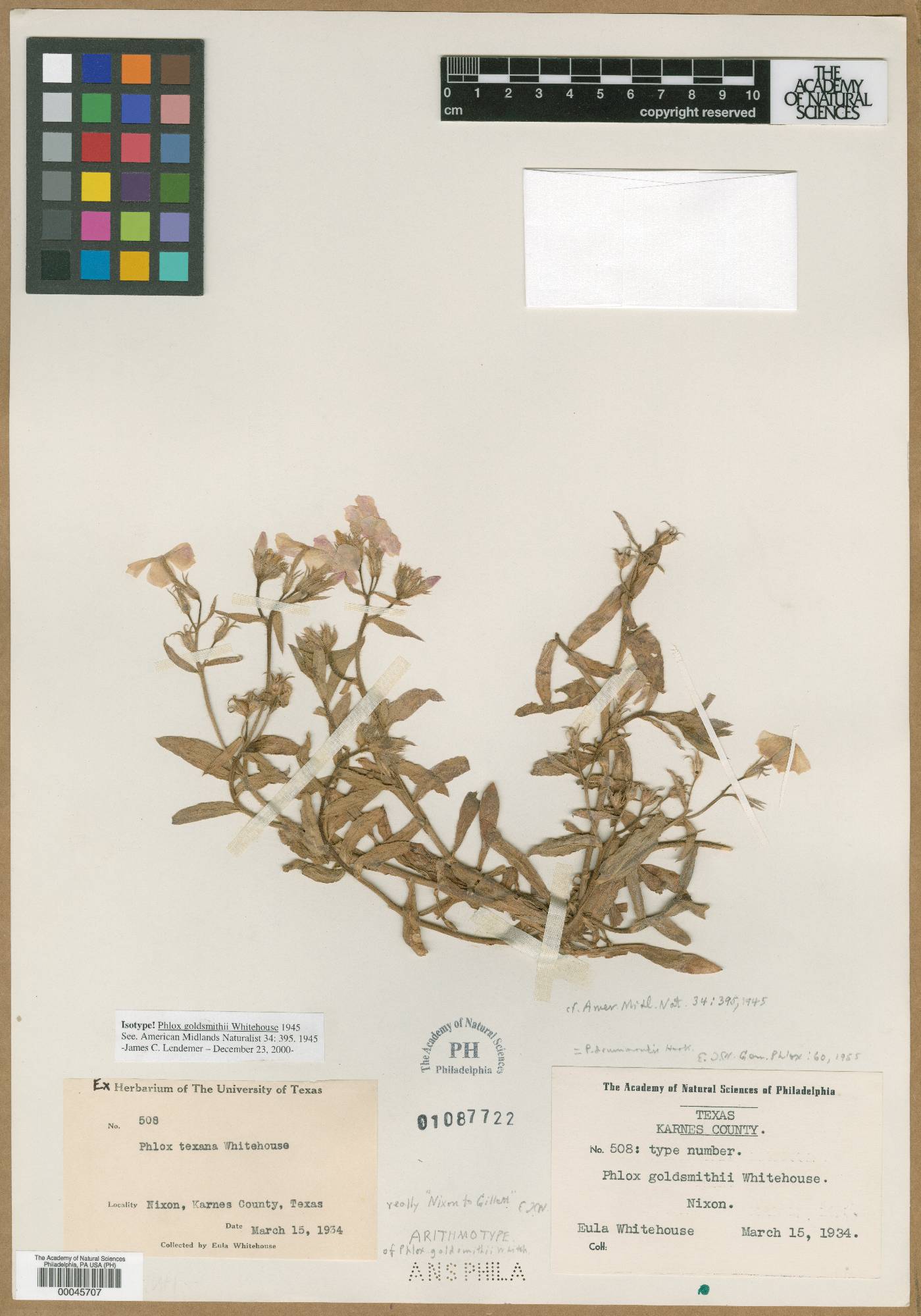 Phlox goldsmithii image