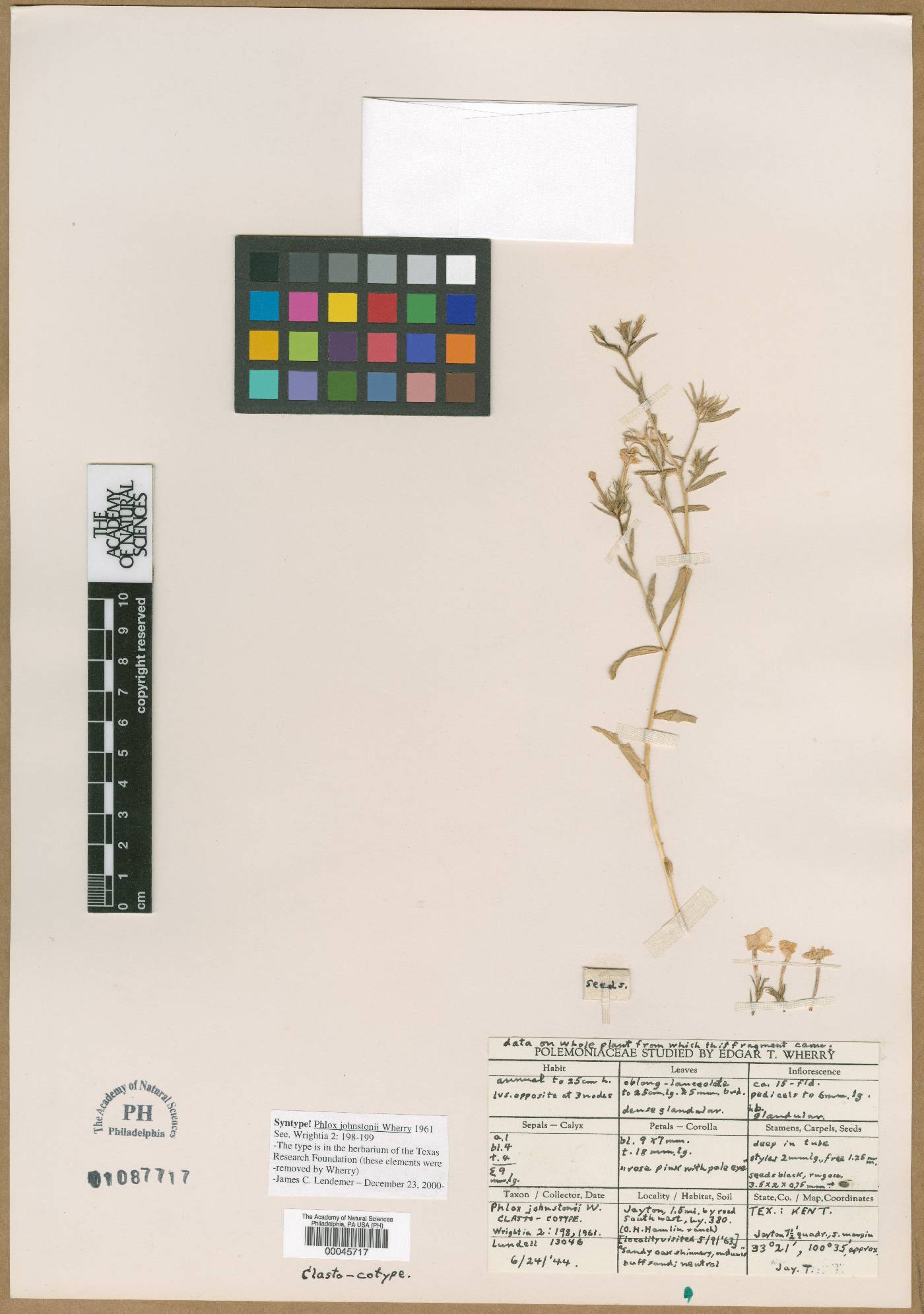 Phlox johnstonii image