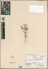 Phlox longifolia subsp. brevifolia image