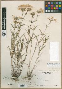 Phlox pilosa subsp. sangamonensis image