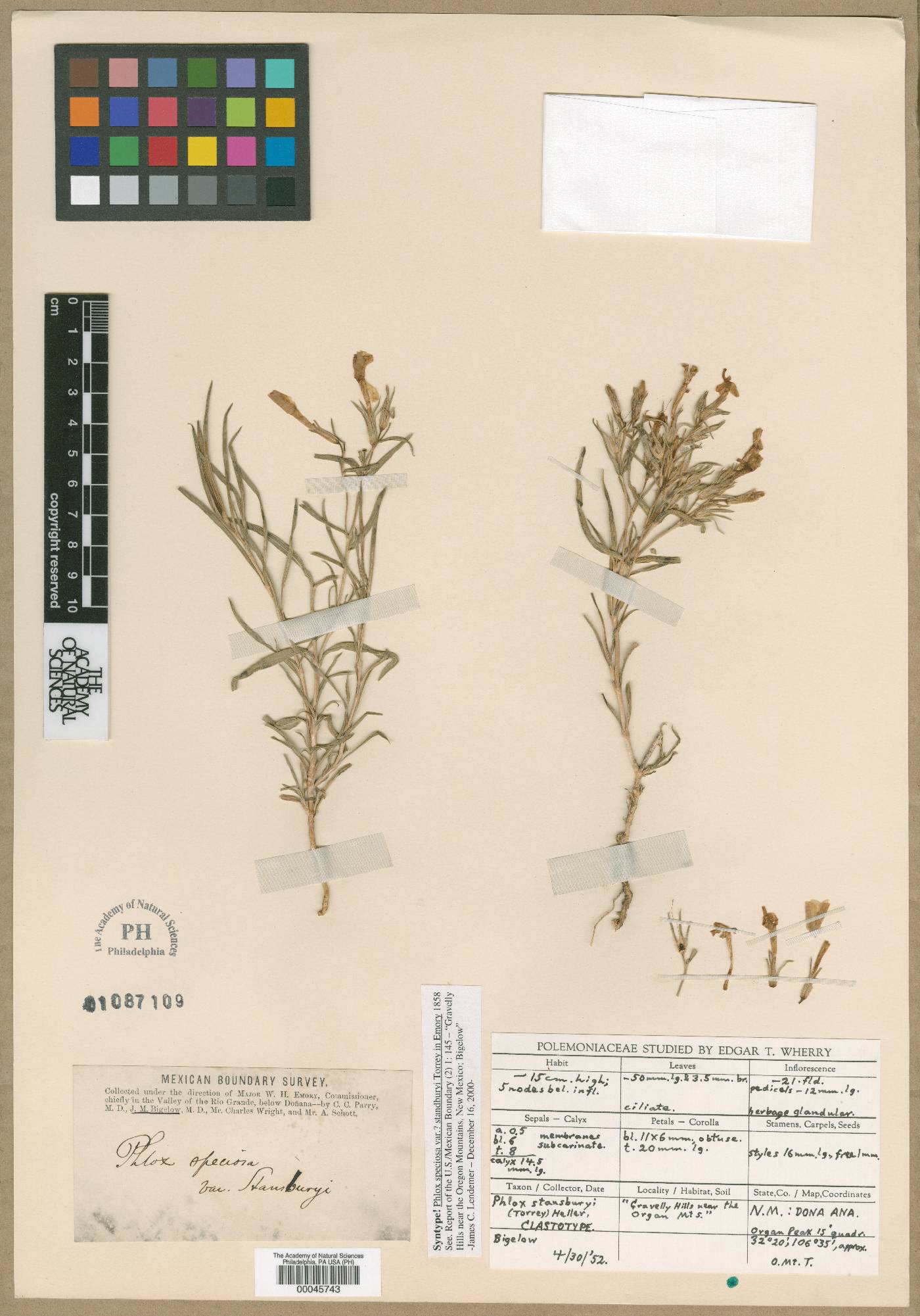 Phlox speciosa var. stansburyi image