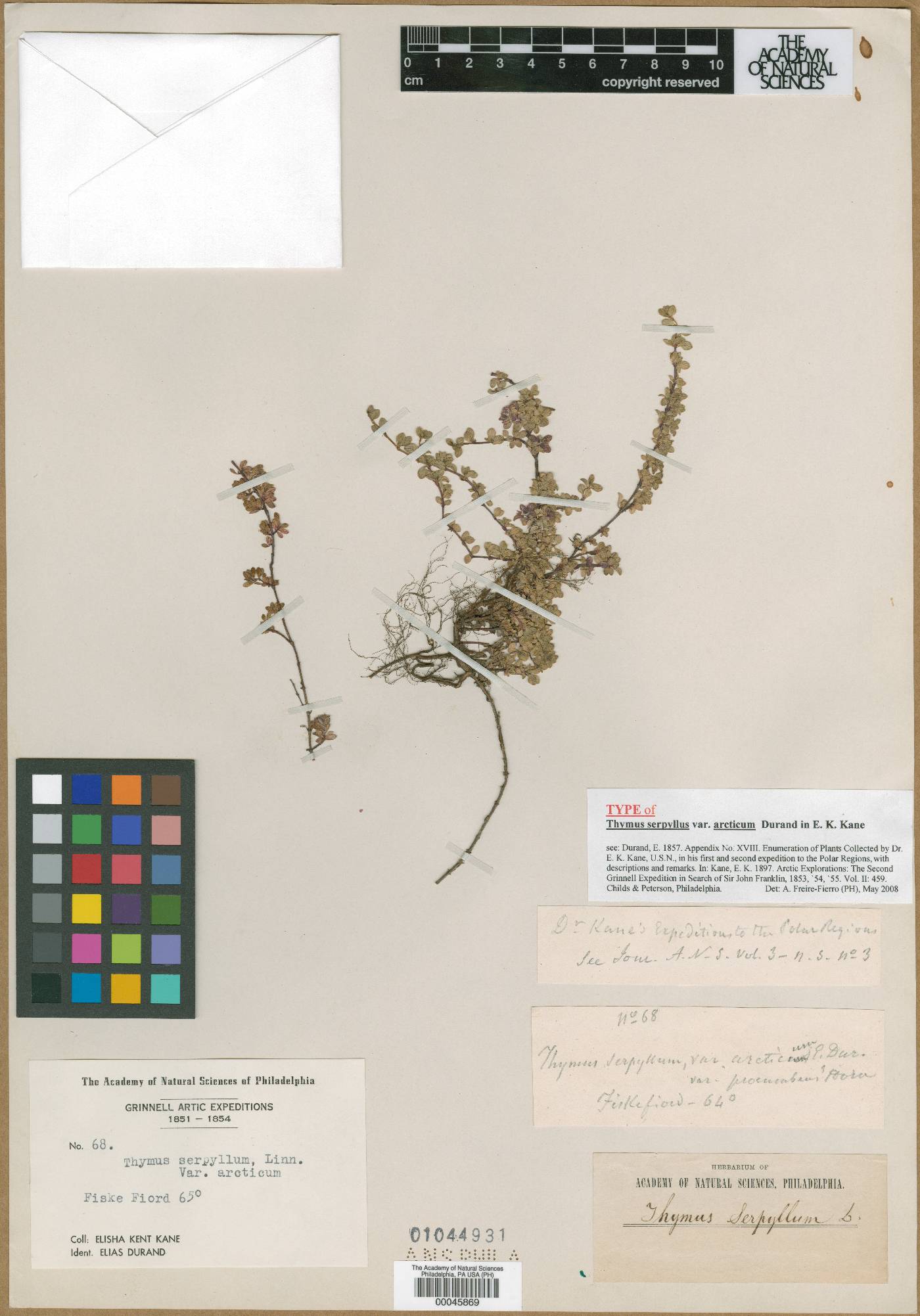 Thymus praecox subsp. britannicus image