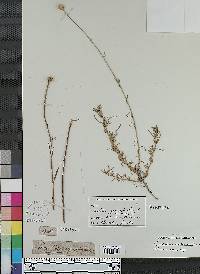 Santolina rosmarinifolia image