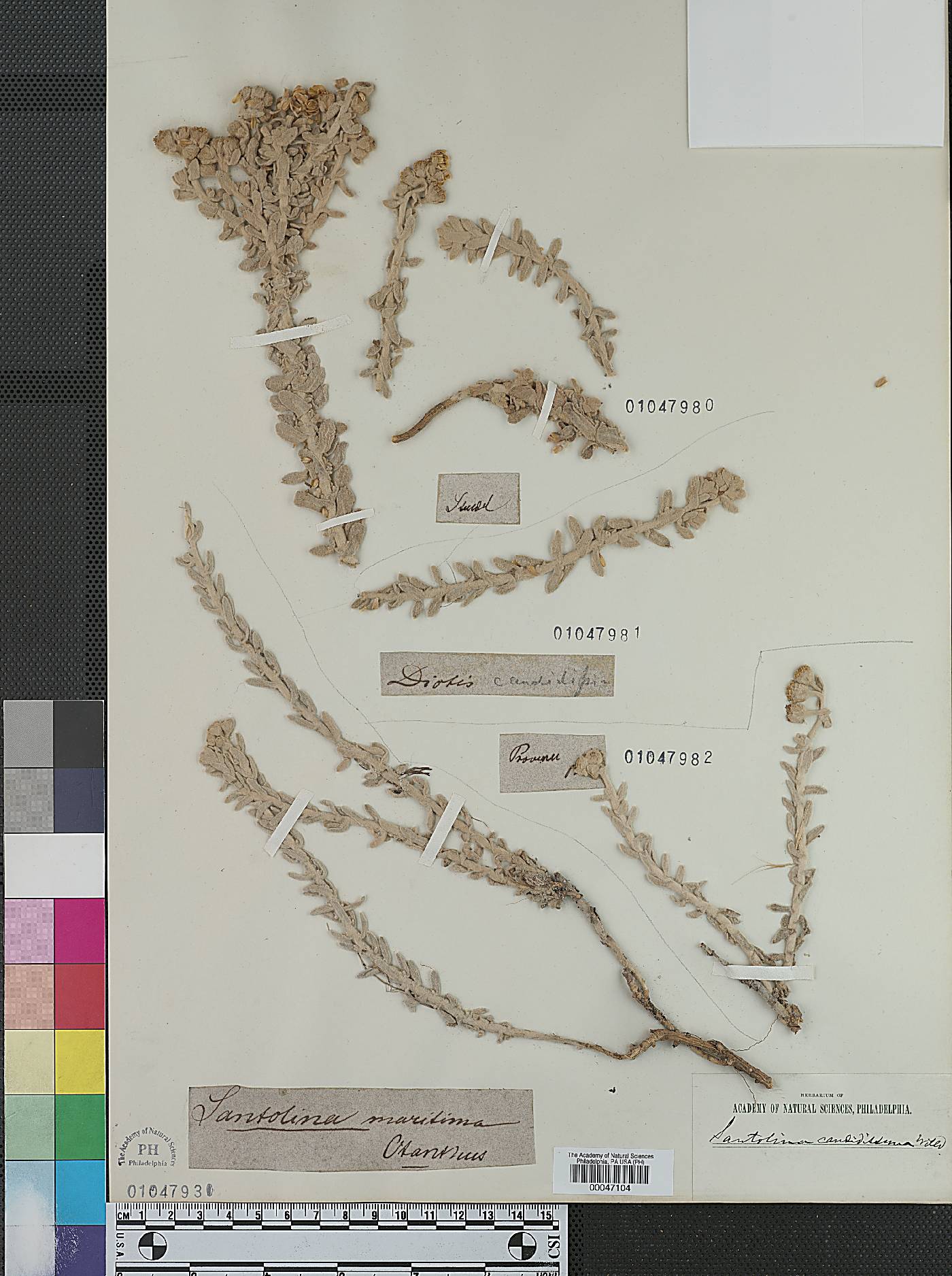 Achillea maritima subsp. maritima image